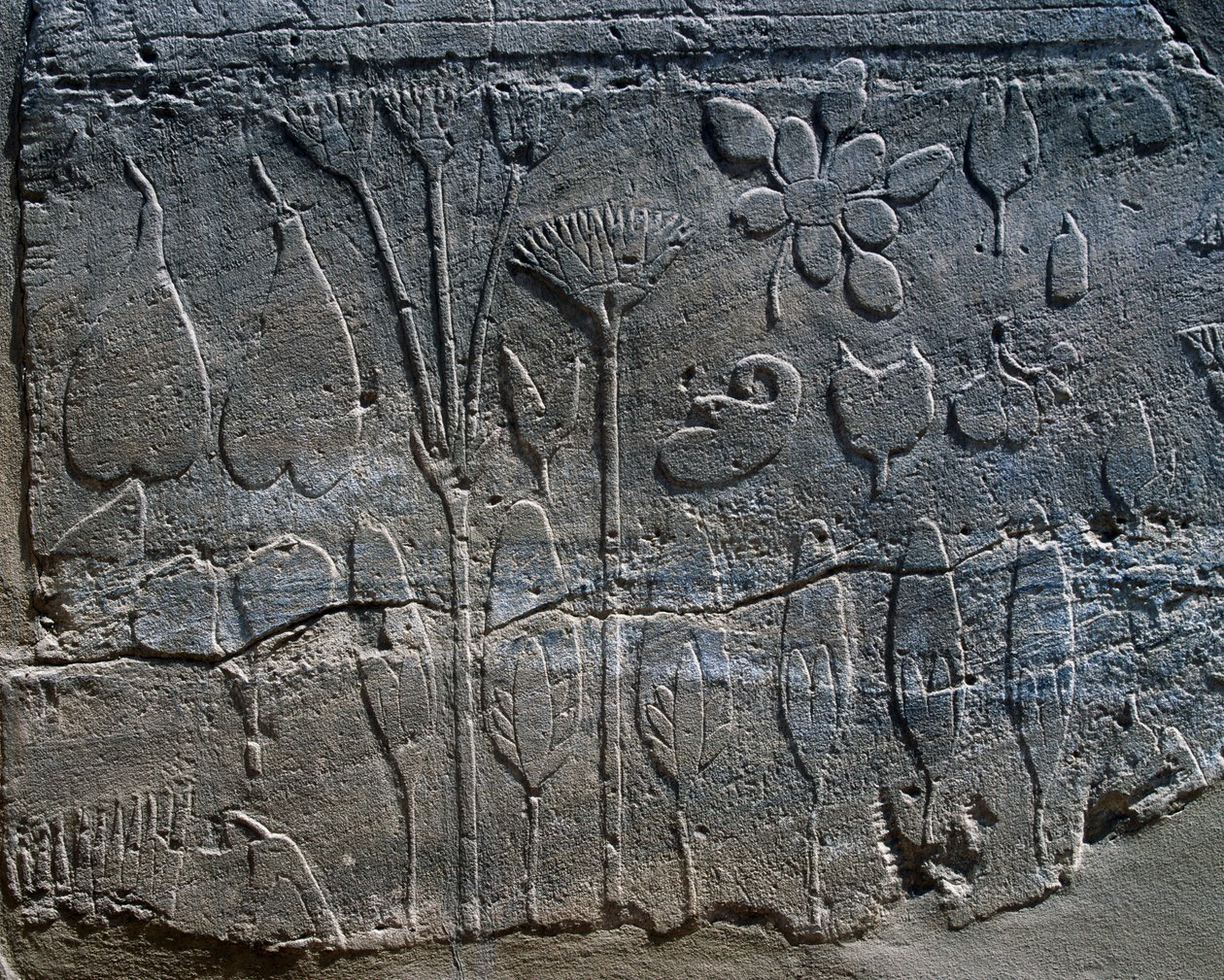 Przedstawienia roślin i zwierząt przywiezione z Syrii przez Thutmose III w 1465 r. p.n.e., szczegół reliefu, pomieszczenie znane jako Ogród Botaniczny, kompleks świątynny w Karnaku (lista światowego dziedzictwa UNESCO) autorstwa Egyptian 18th Dynasty