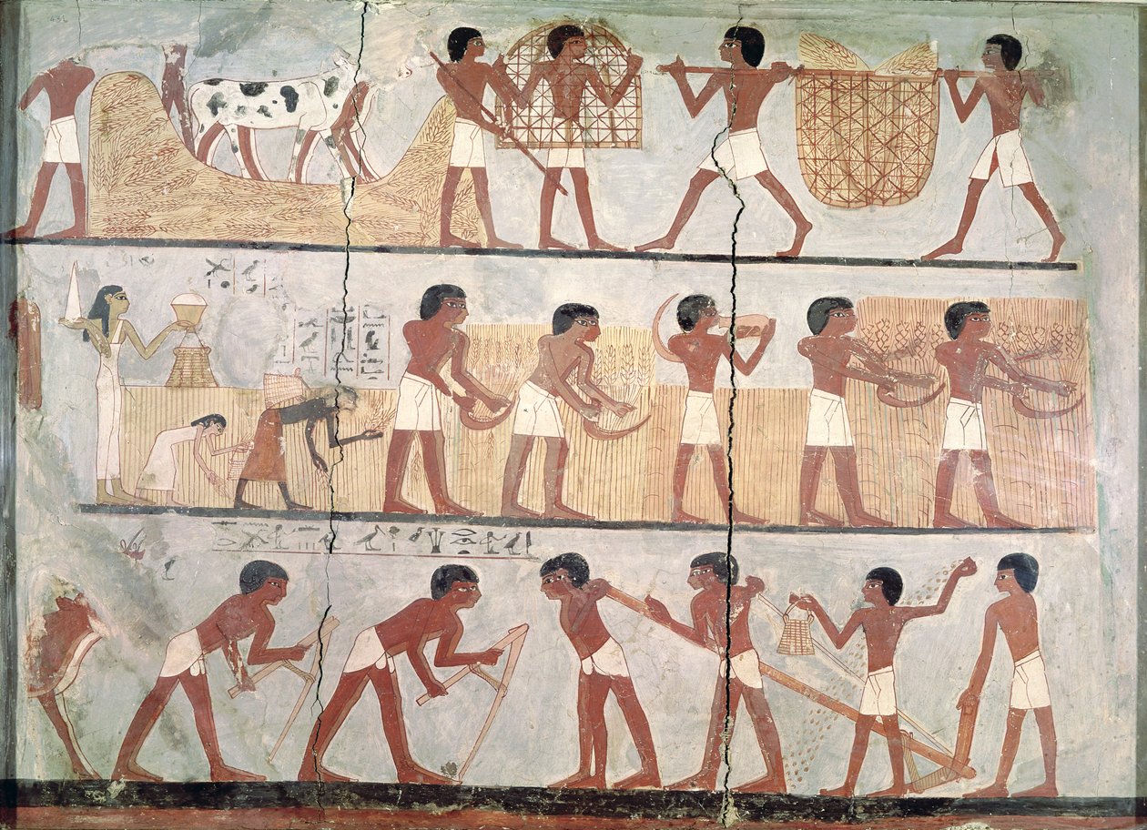 Sceny siewu i zbiorów, z grobowca Unsou, Teby Wschodnie, Nowe Królestwo (ok. 1555-1080 pne) (pigment na glinie) autorstwa Egyptian 18th Dynasty