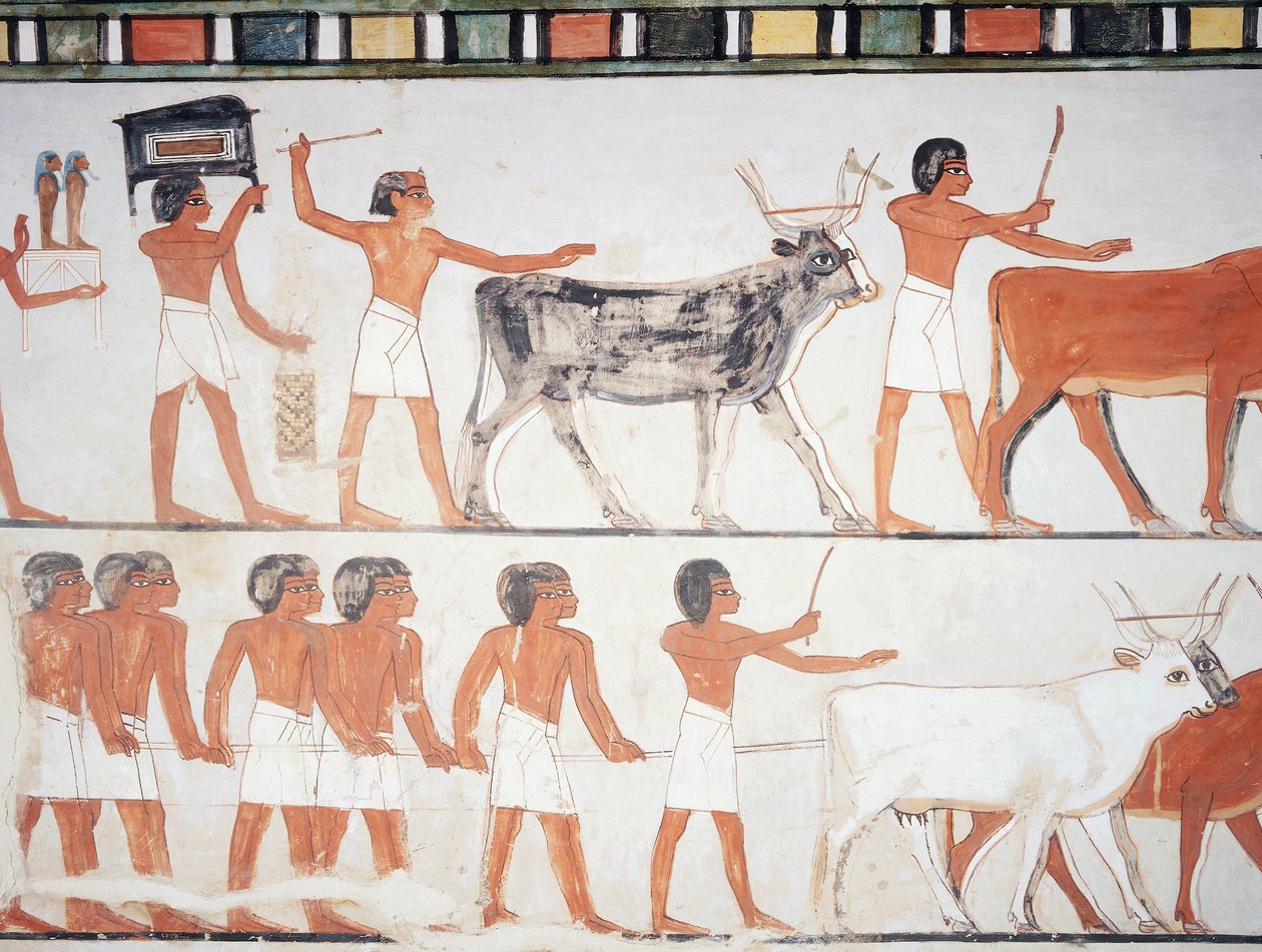 Pasterze i bydło, fresk, ściana południowa, komora podłużna, grobowiec tebański TT69, szejk Abd el-Qurna, Teby (Lista Światowego Dziedzictwa UNESCO autorstwa Egyptian 18th Dynasty