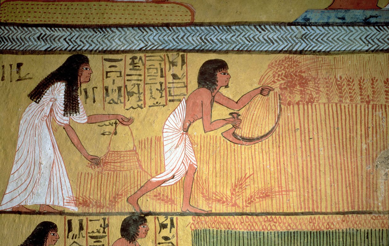 Fragment sceny żniw na wschodniej ścianie, z Grobowca Sennedjem, Wioska Robotnicza, Nowe Królestwo autorstwa Egyptian 19th Dynasty