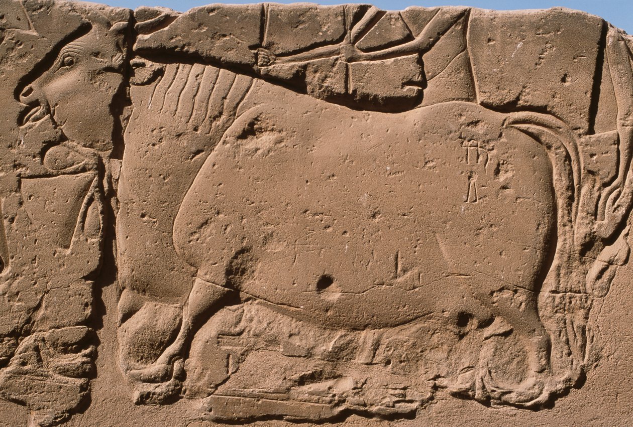 Detalė iš reljefo, vaizduojančio karvę, Ramses II (1298-32 m. pr. Kr.) kiemo (kalkakmenis)polis autorstwa Egyptian 19th Dynasty