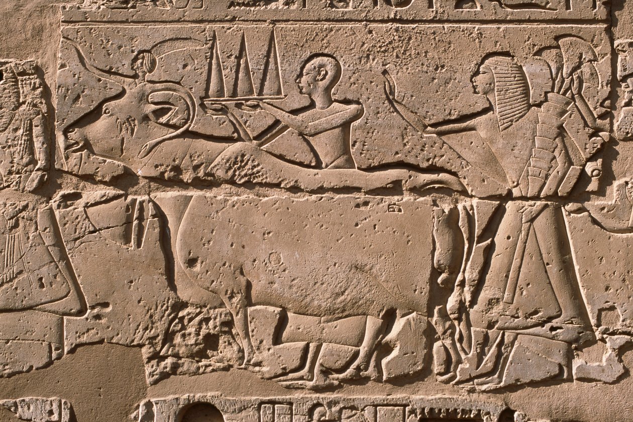 Fragment płaskorzeźby przedstawiającej mężczyzn prowadzących krowę, dziedziniec Ramzesa II (1298-32 p.n.e.) (wapień) autorstwa Egyptian 19th Dynasty
