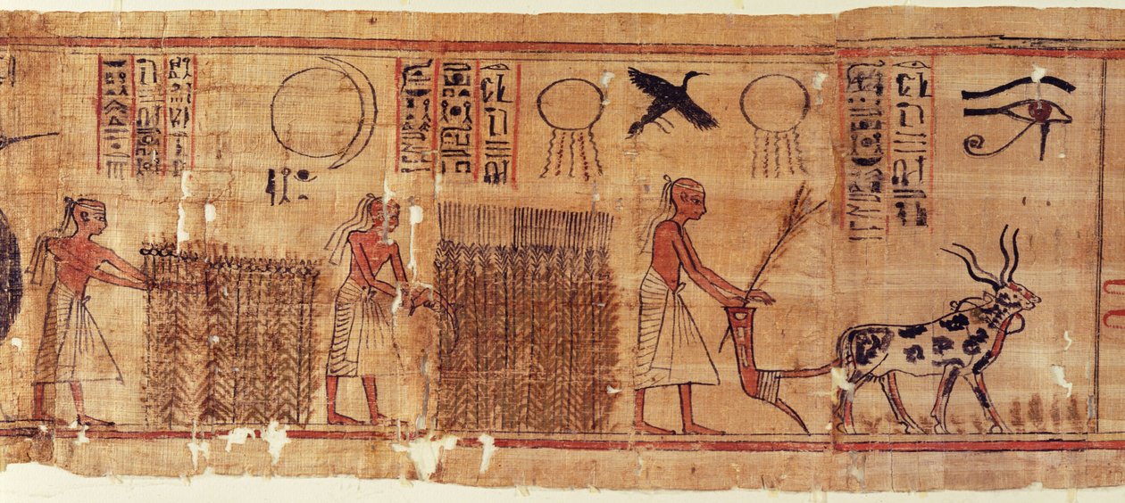 Księga Umarłych Nab-Hepeta, fragment pól autorstwa Egyptian 21st Dynasty
