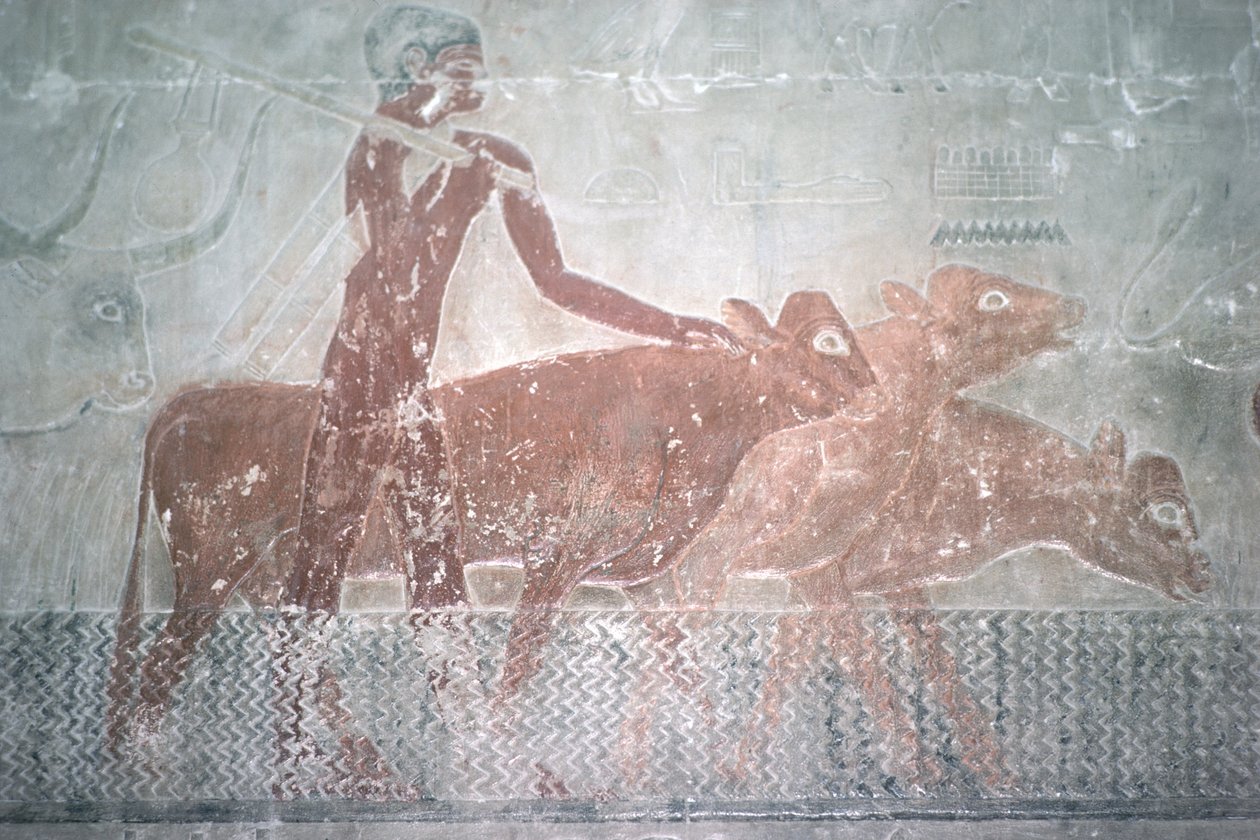 Bydło brodzące kanał w kaplicy Mastaba w Ti, Stare Państwo (malarstwo ścienne) autorstwa Egyptian 5th Dynasty