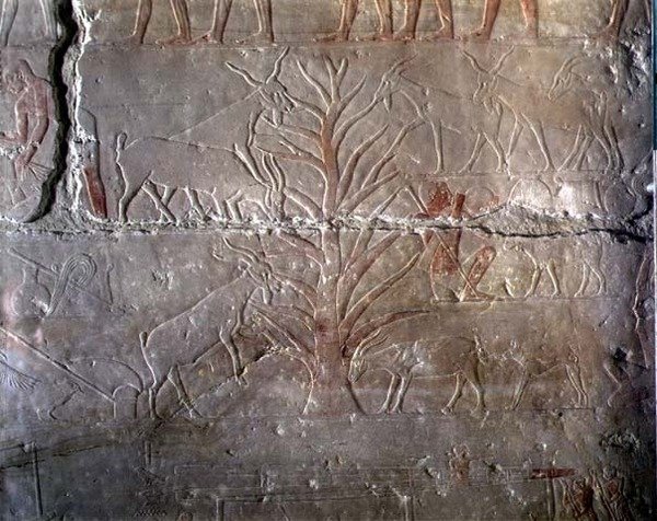Kozy jedzące krzak, płaskorzeźba z mastaby Achetotepa w Sakkarze, Stare Królestwo (malowany wapień) autorstwa Egyptian 5th Dynasty
