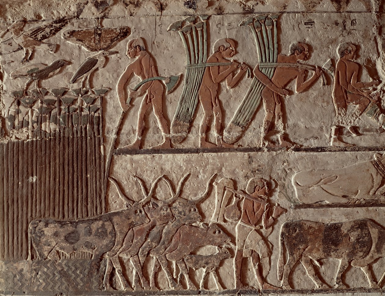 Zbieranie papirusu i stada krów, Stare Królestwo (malowidło ścienne) autorstwa Egyptian 5th Dynasty