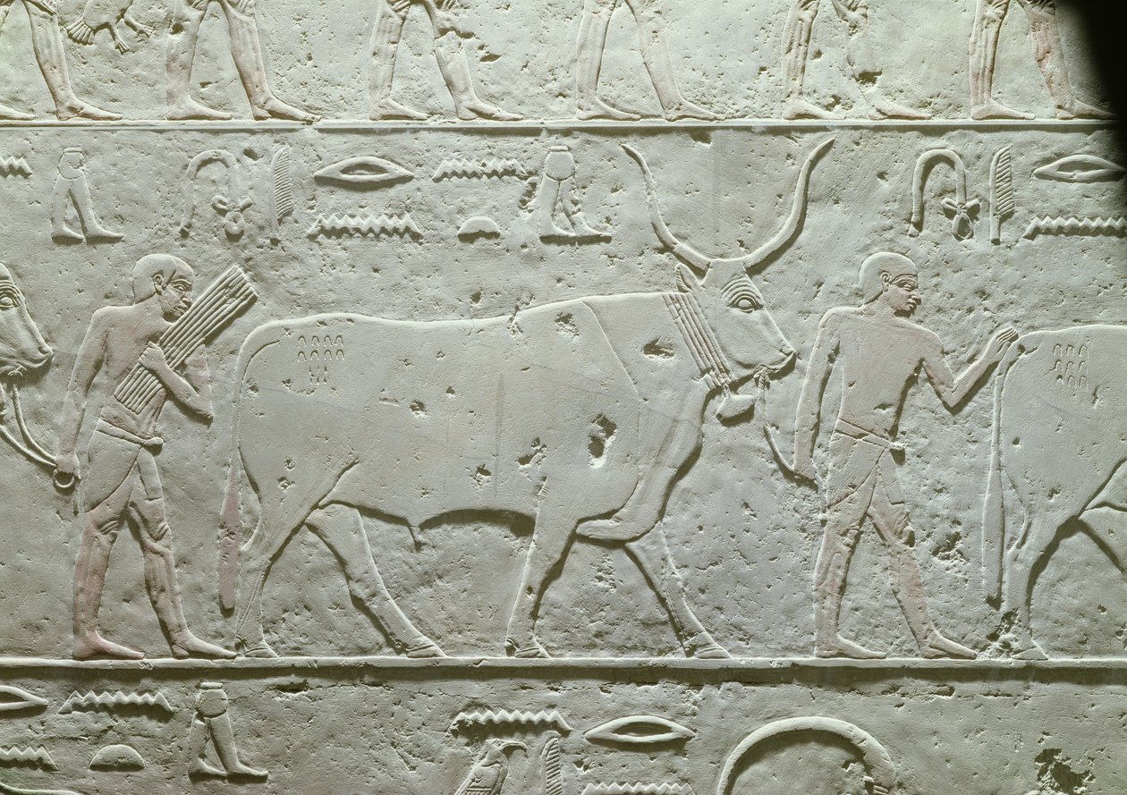 Pasterz prowadzący byka, fragment z Mastaby Achetotepa, z Sakkary, Stare Państwo, ok. 2500 pne (malowany wapień) autorstwa Egyptian 5th Dynasty