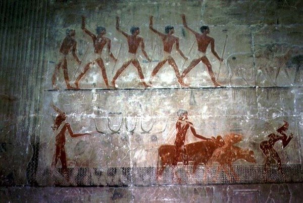 Mężczyźni pasący owce i bydło z kaplicy Mastaba w Ti, Stare Państwo (malowidło ścienne) autorstwa Egyptian 5th Dynasty