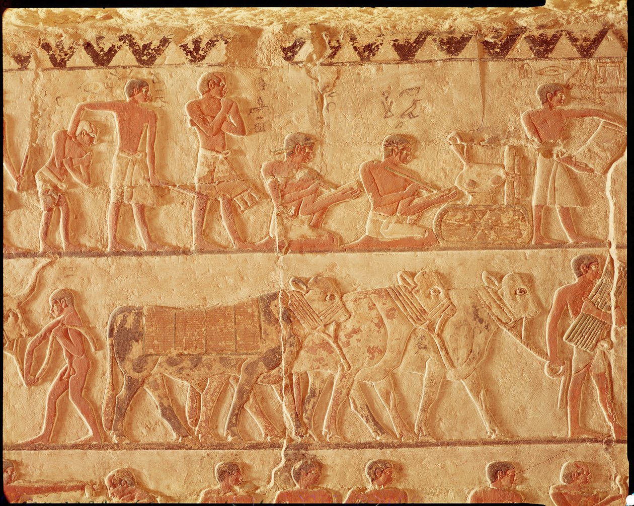 Malowana płaskorzeźba przedstawiająca nałożenie podatków i grupę bydła, Stare Państwo (malarstwo ścienne) autorstwa Egyptian 5th Dynasty