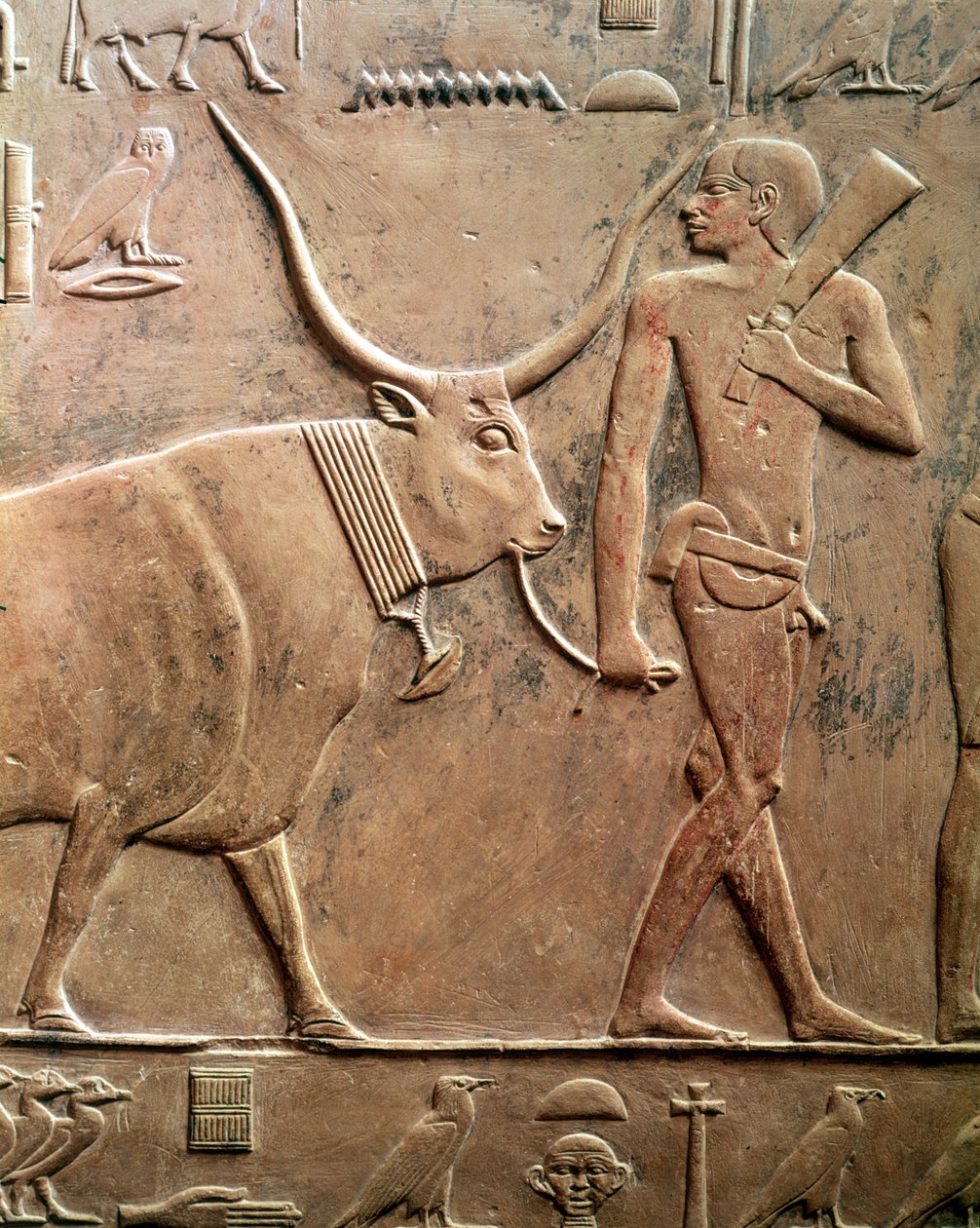 Relief przedstawiający chłopa prowadzącego krowę na ofiarę, z Mastaby Ptahhotepa i Akhti-Ho Tep, Stare Królestwo (wapień) autorstwa Egyptian 5th Dynasty