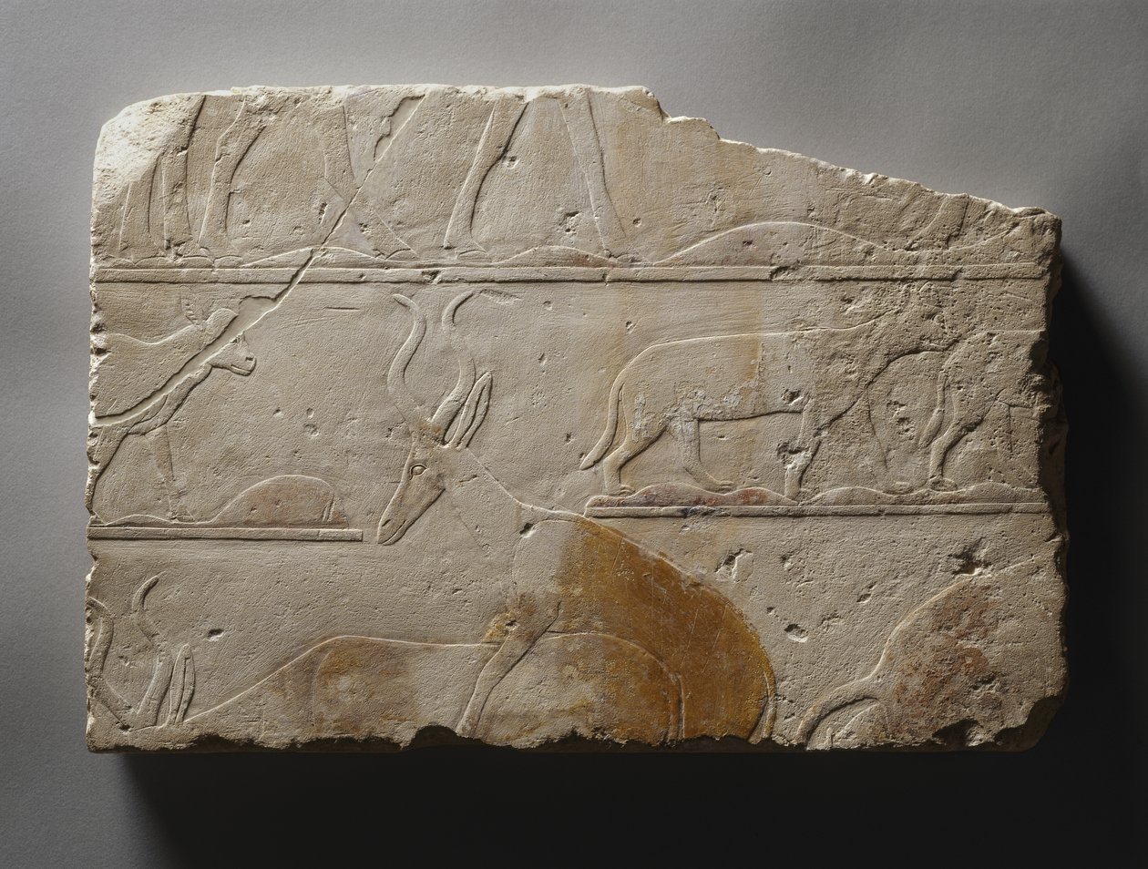 Płaskorzeźba ze zwierzętami pustynnymi, Stare Królestwo, znaleziona w Sakkarze, ok. 2472-2455 pne (malowany wapień) autorstwa Egyptian 5th Dynasty