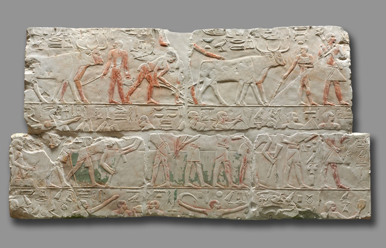 Relief scen rolniczych, z Sakkary, c.2311-2281 autorstwa Egyptian 6th Dynasty