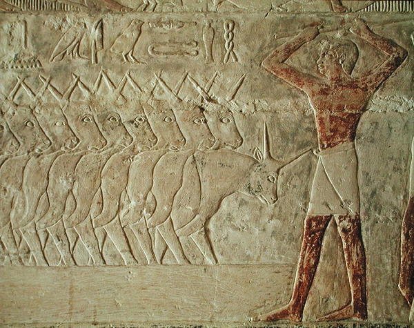 Relief przedstawiający poganiacza zachęcającego stado bydła, z Mastaby Mereruka, Stare Królestwo (malowany wapień) autorstwa Egyptian 6th Dynasty Egyptian 6th Dynasty