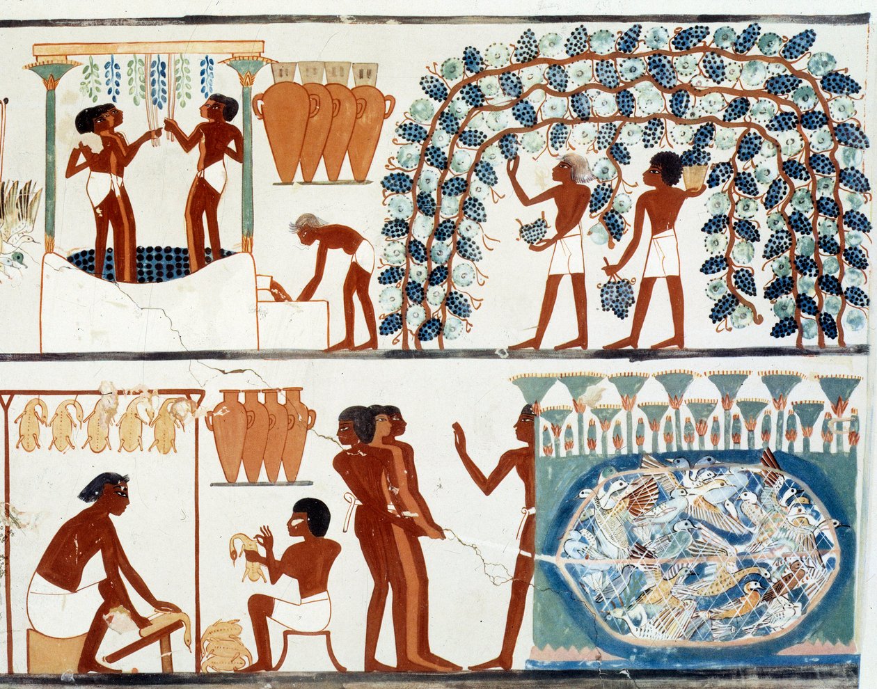 Art Egypt: zbieranie i deptanie winogron. Podobne Kolegium Grobowca Nachta, okres Amenophisa II (ok. 1450-1425 pne) Paryż, College De France autorstwa Egyptian Egyptian