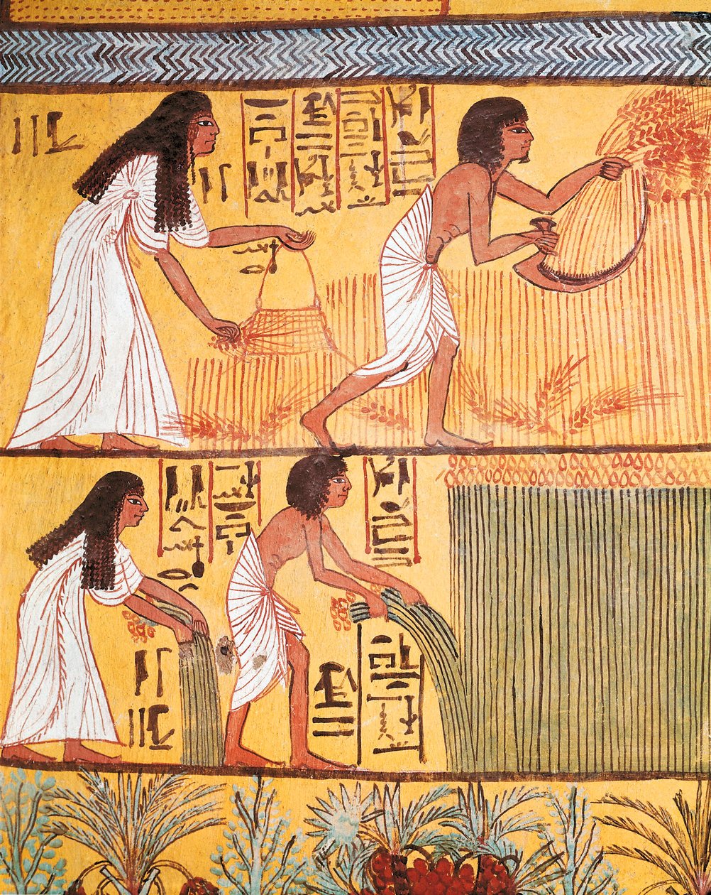 Fragment sceny żniw na wschodniej ścianie, z grobowca Sennedjem, wioski robotniczej autorstwa Egyptian Egyptian