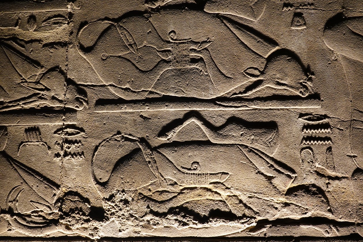 Świątynia w Luksorze: Poświęcone krowy (relief) autorstwa Egyptian Egyptian