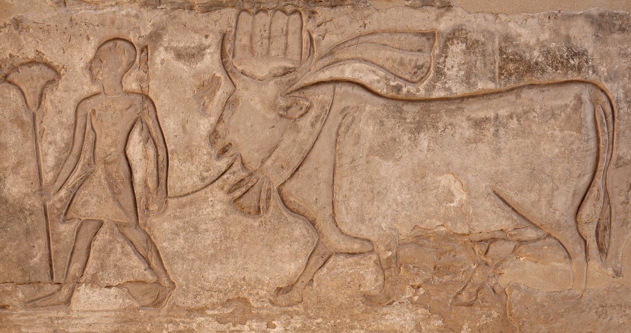 Mężczyzna ciągnący krowę, świątynia Horusa, Edfu autorstwa Egyptian Egyptian