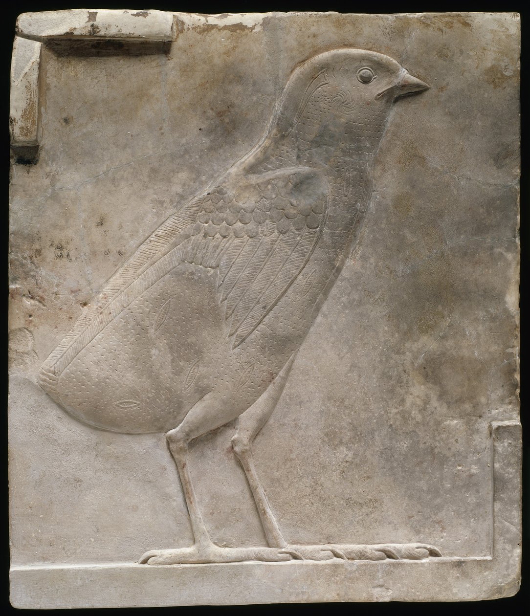Płaskorzeźba przedstawiająca pisklę, ok. 330-305 pne autorstwa Egyptian Ptolemaic Period