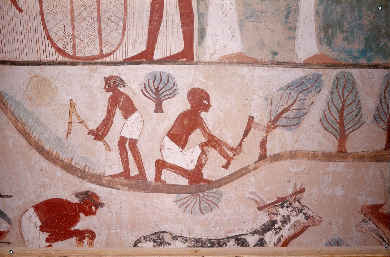 Scena rolnicza (koszenie i cięcie drewna), z grobowca skryby Menny, Egipt, szejk Abd el-Qurna, Dolina Szlachetnych autorstwa Egyptian School