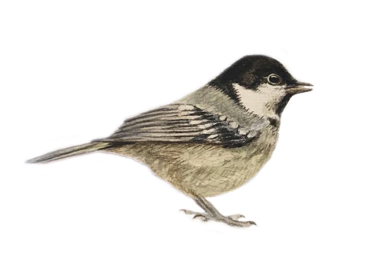 Coal Tit, 2019 (akwarela i ołówek) autorstwa Eleanor Grafton