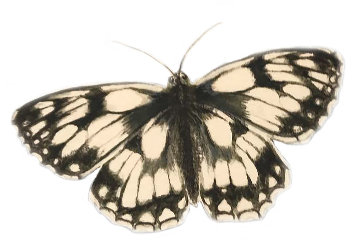 Marmurkowy biały motyl, 2019 (farba akwarelowa i ołówek) autorstwa Eleanor Grafton