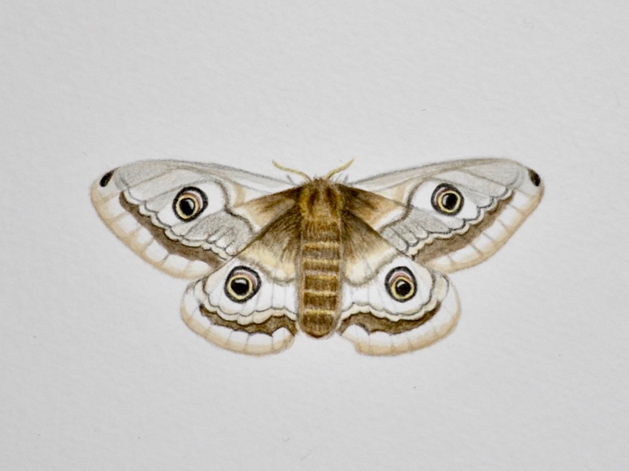 Ćma, 2019 (akwarela i ołówek) autorstwa Eleanor Grafton