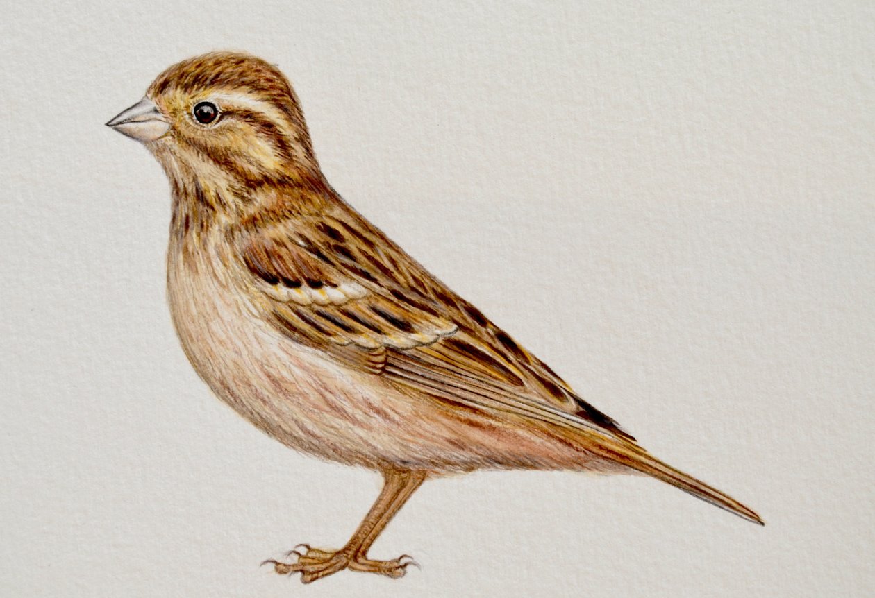 Reed Bunting, 2023 r. autorstwa Eleanor Grafton