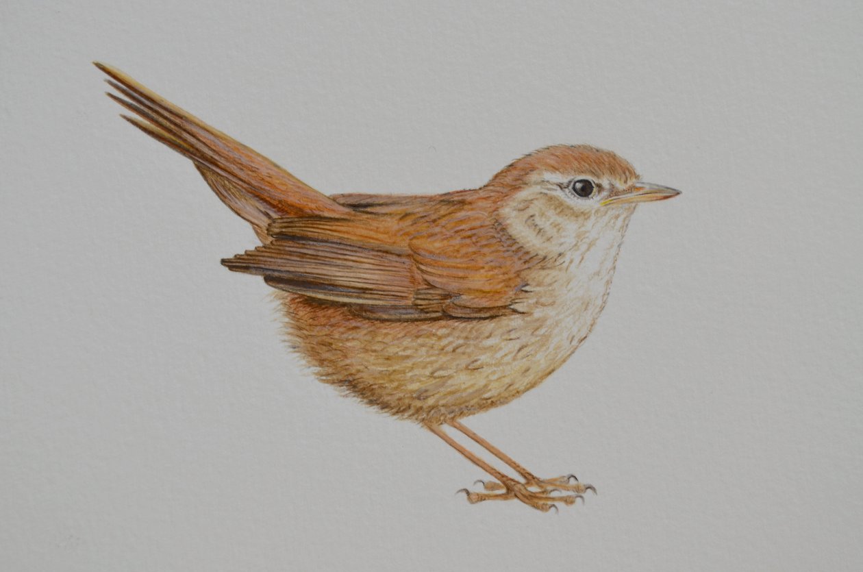 Warbler, 2023 r. autorstwa Eleanor Grafton