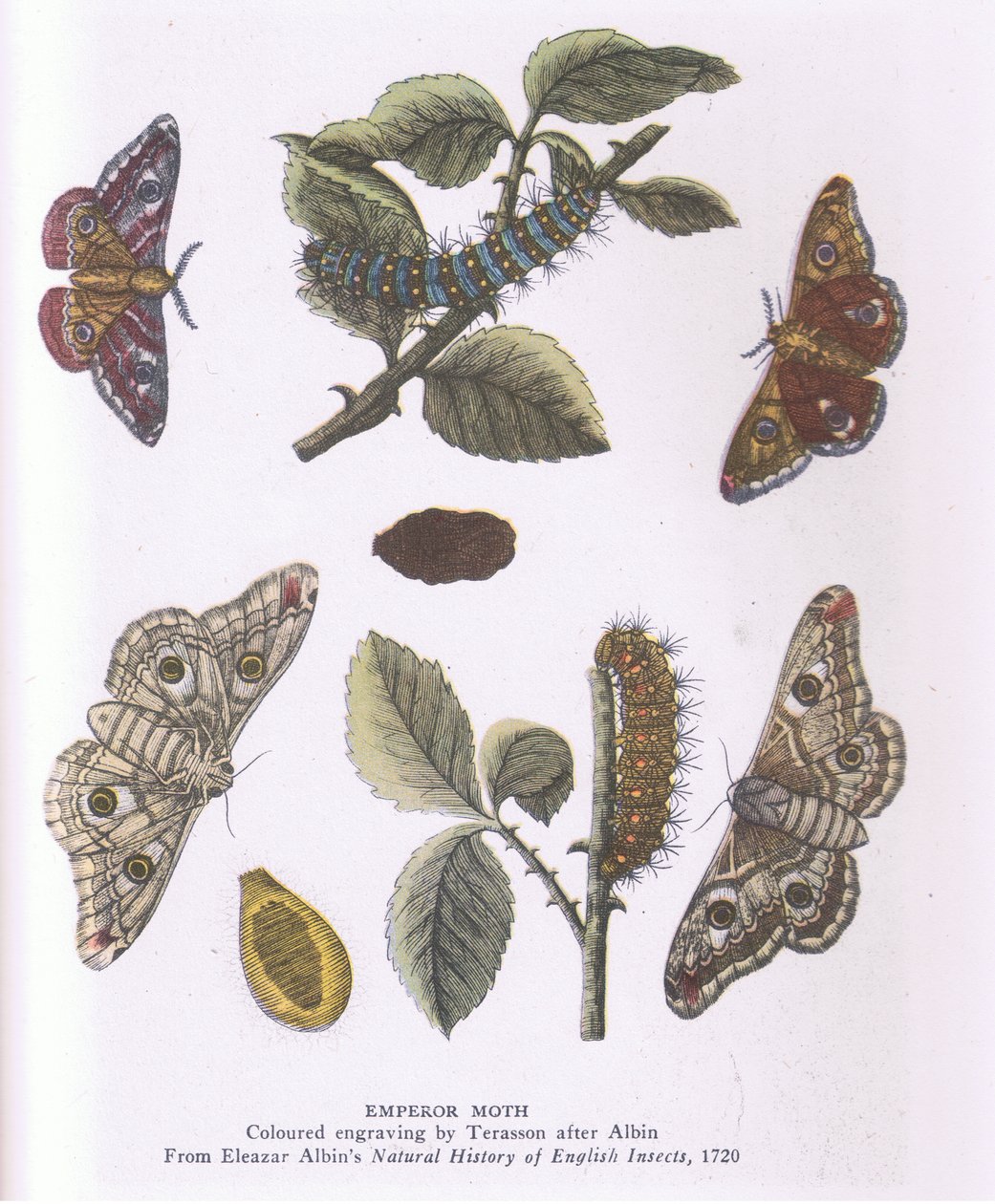 Emperor Moth, Nature in Britain, wydane przez Collins autorstwa Eleazar (after) Albin