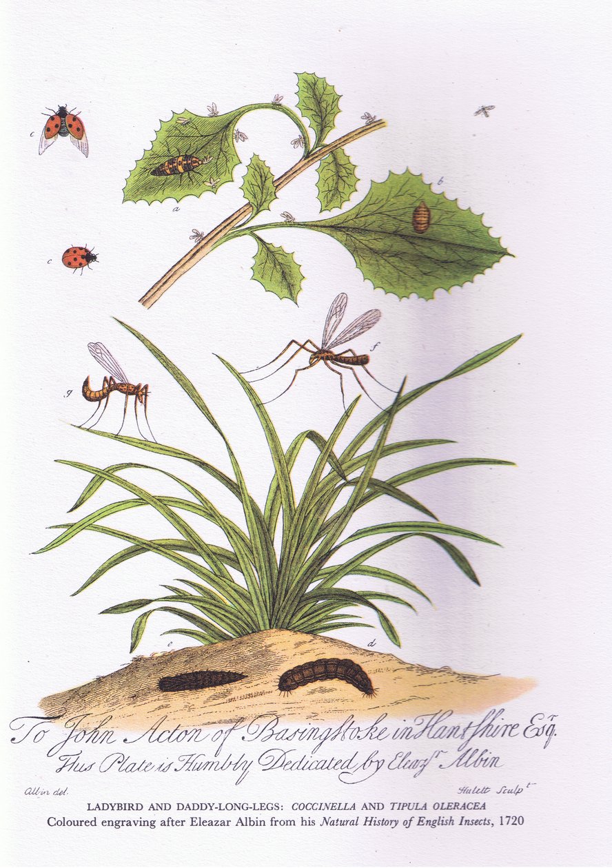 Lady Bird i Daddy Long Legs: Coccinella i Tipula Oleracea (kolor lito) autorstwa Eleazar (after) Albin