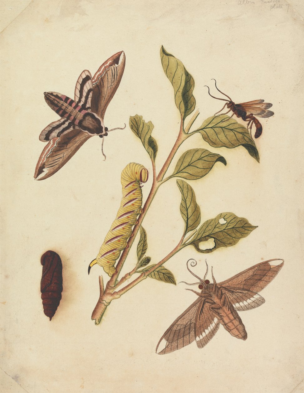 Privet Hawk Moths i Callajoppa Exaltatoria autorstwa Eleazar Albin