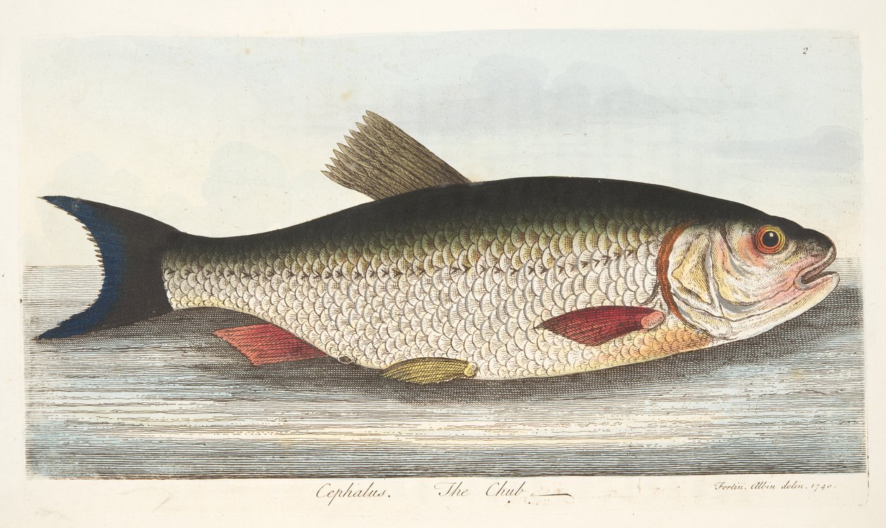 Kleń, z A Treatise on Fish and Fish-ponds, pub. 1832 (rycina ręcznie kolorowana) autorstwa Eleazar Albin