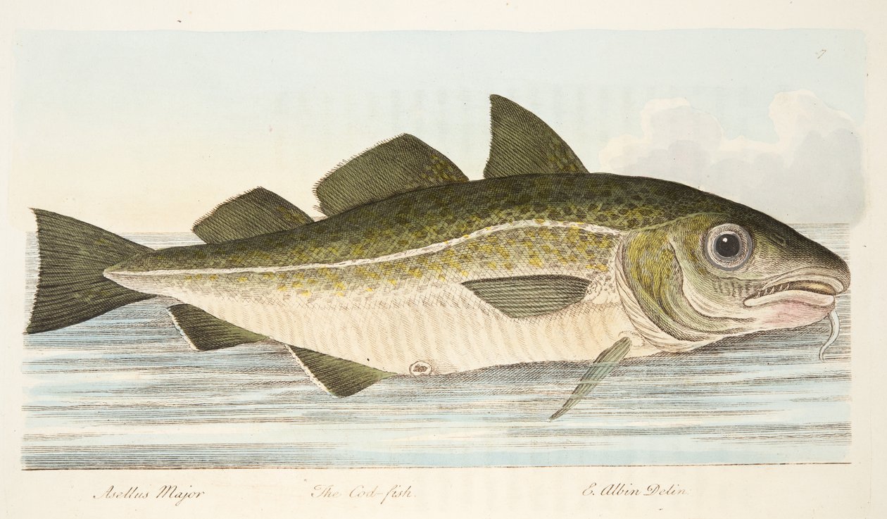 Ryba dorsz, z A Treatise on Fish and Fish-ponds, pub. 1832 (rycina ręcznie kolorowana) autorstwa Eleazar Albin