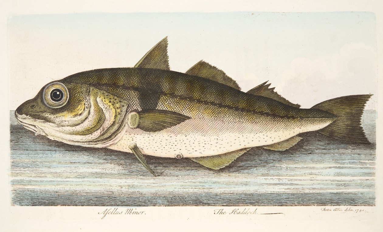 Plamiak, z A Treatise on Fish and Fish-ponds, pub. 1832 (rycina ręcznie kolorowana) autorstwa Eleazar Albin