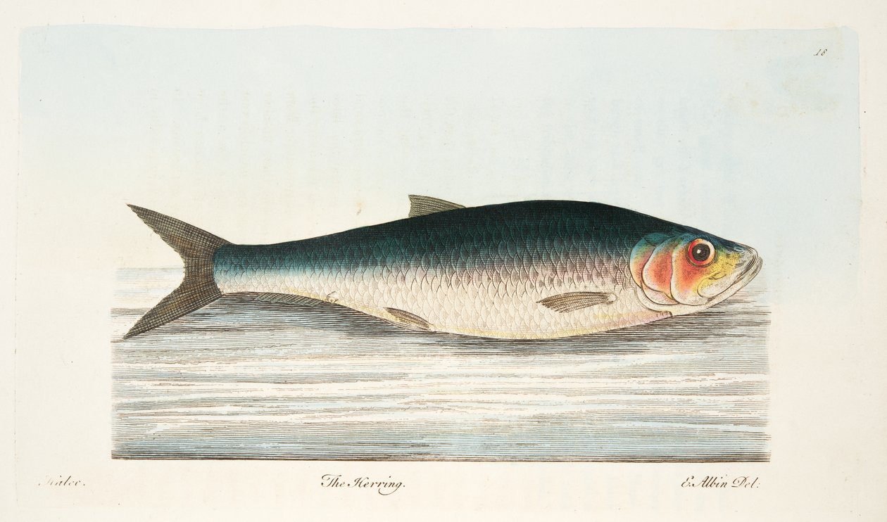 Śledź, z A Treatise on Fish and Fish-ponds, pub. 1832 (rycina ręcznie kolorowana) autorstwa Eleazar Albin