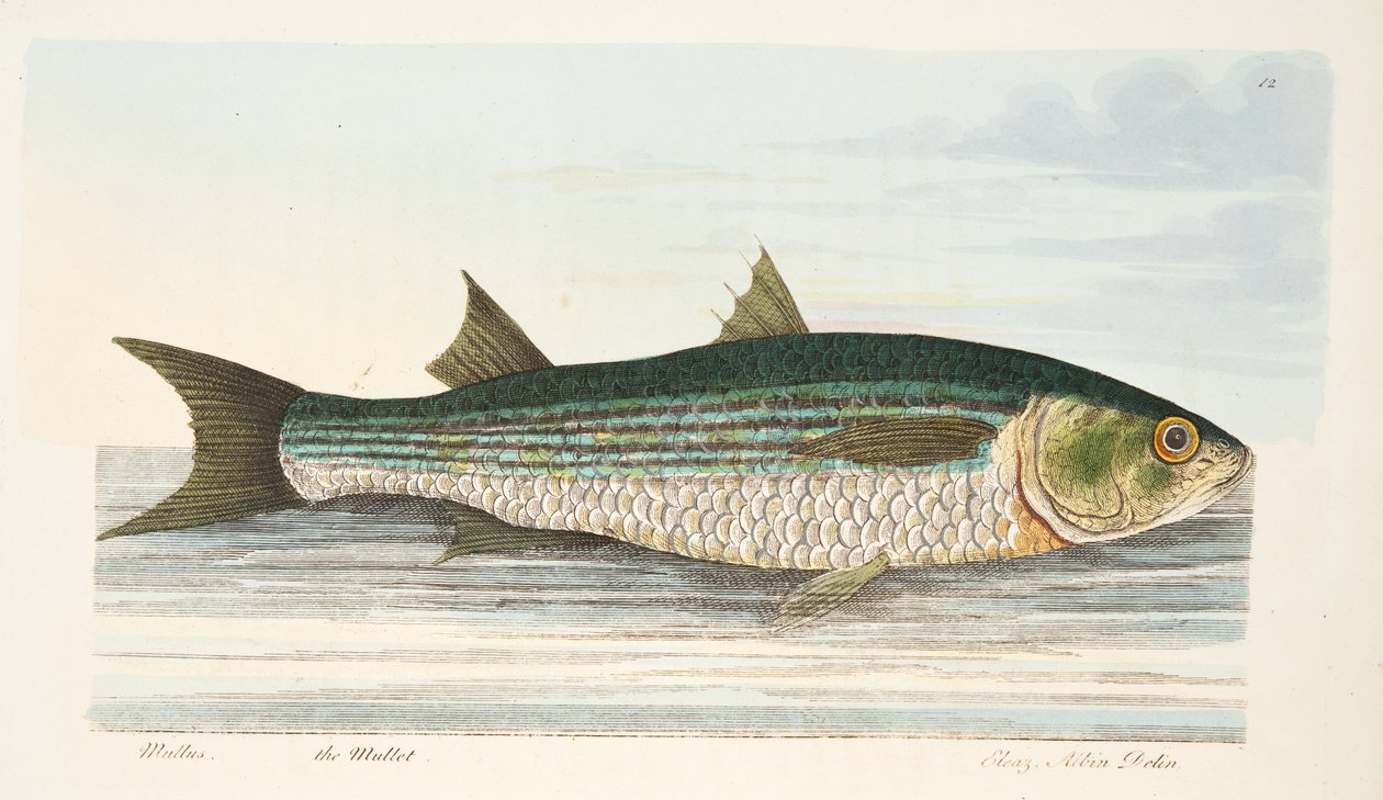 Mullet, z Traktatu o rybach i stawach rybnych, wyd. 1832 (grawerowanie ręcznie kolorowane) autorstwa Eleazar Albin