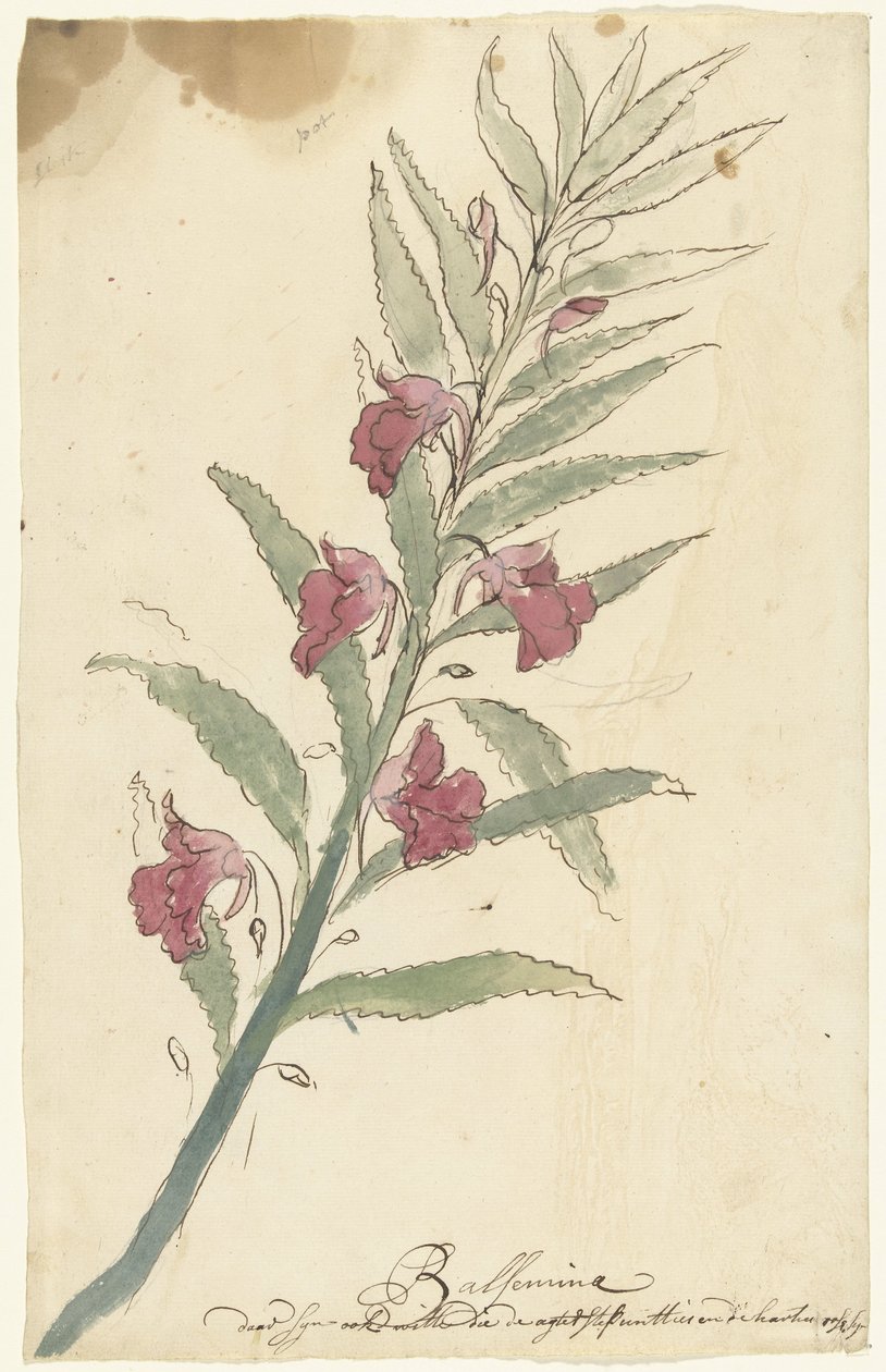 balsemia autorstwa Elias van Nijmegen
