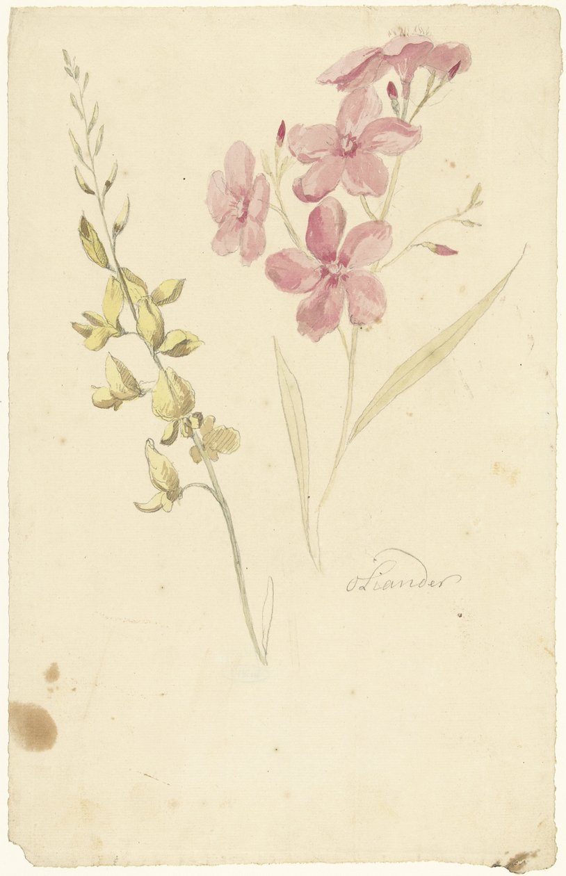 Oleander i hamulec autorstwa Elias van Nijmegen