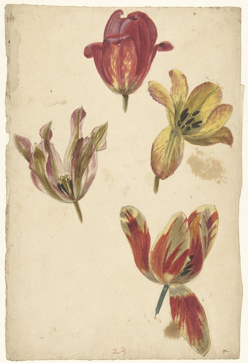 Studia czterech tulipanów autorstwa Elias van Nijmegen