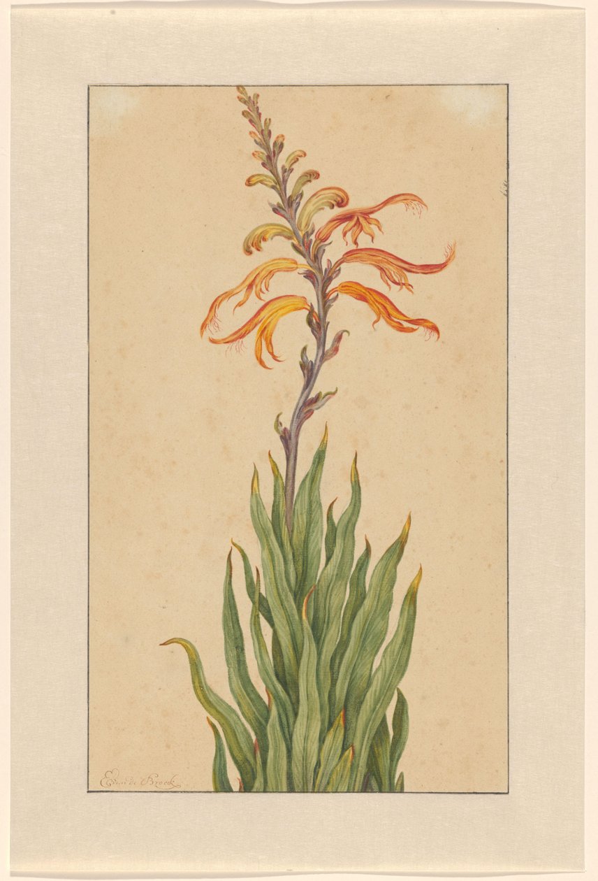 Krokosmia (Montbretia) autorstwa Elias van den Broeck (signed by artist)