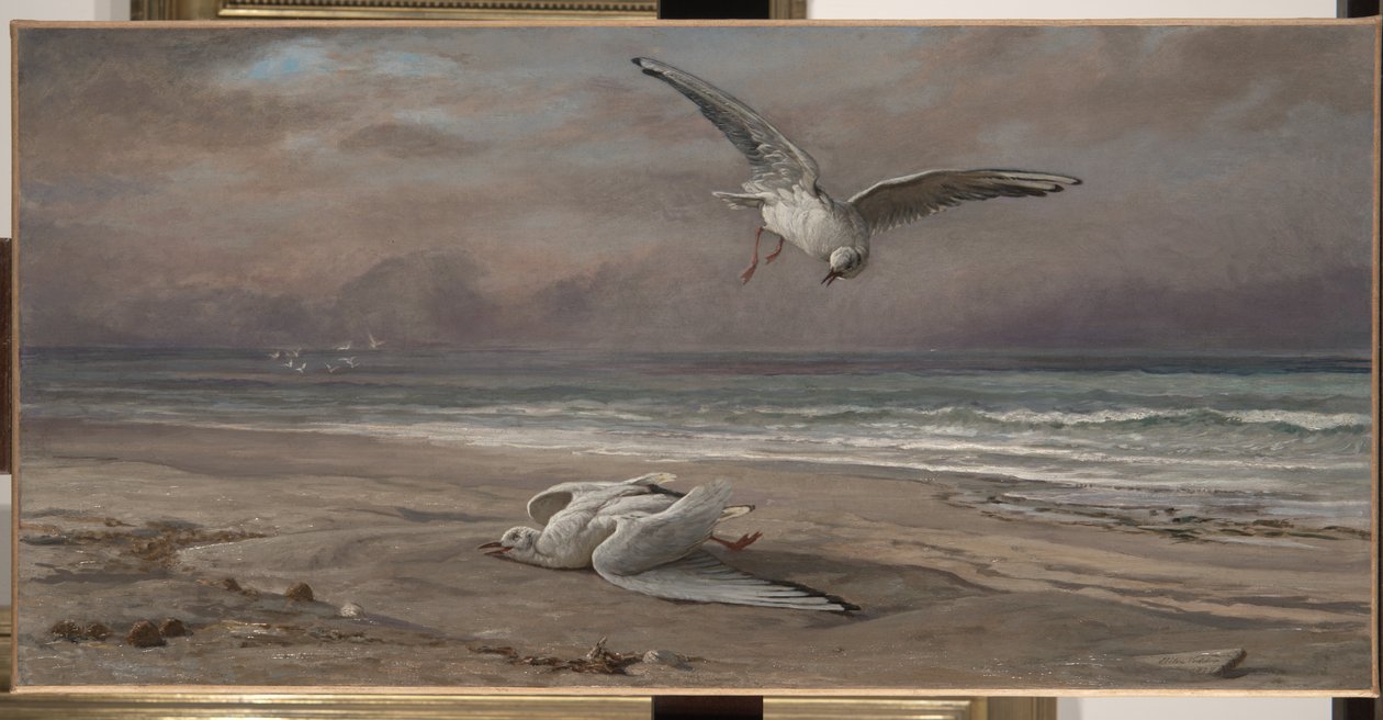 Umierająca mewa morska, 1879 autorstwa Elihu Vedder