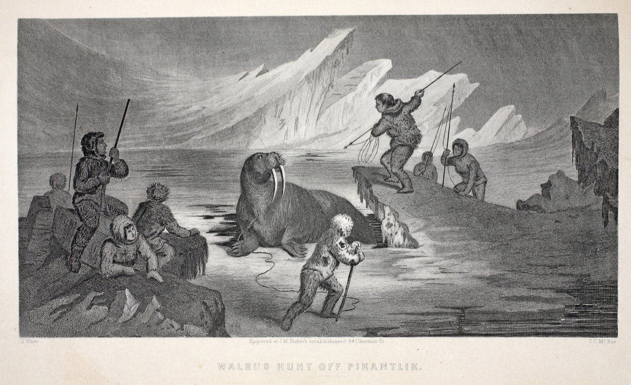 Mors Hunt off Pikantlik, ilustracja z „Drugiej wyprawy Grinnell w poszukiwaniu Sir Johna Franklina...”, 1856 autorstwa Elisha Kane