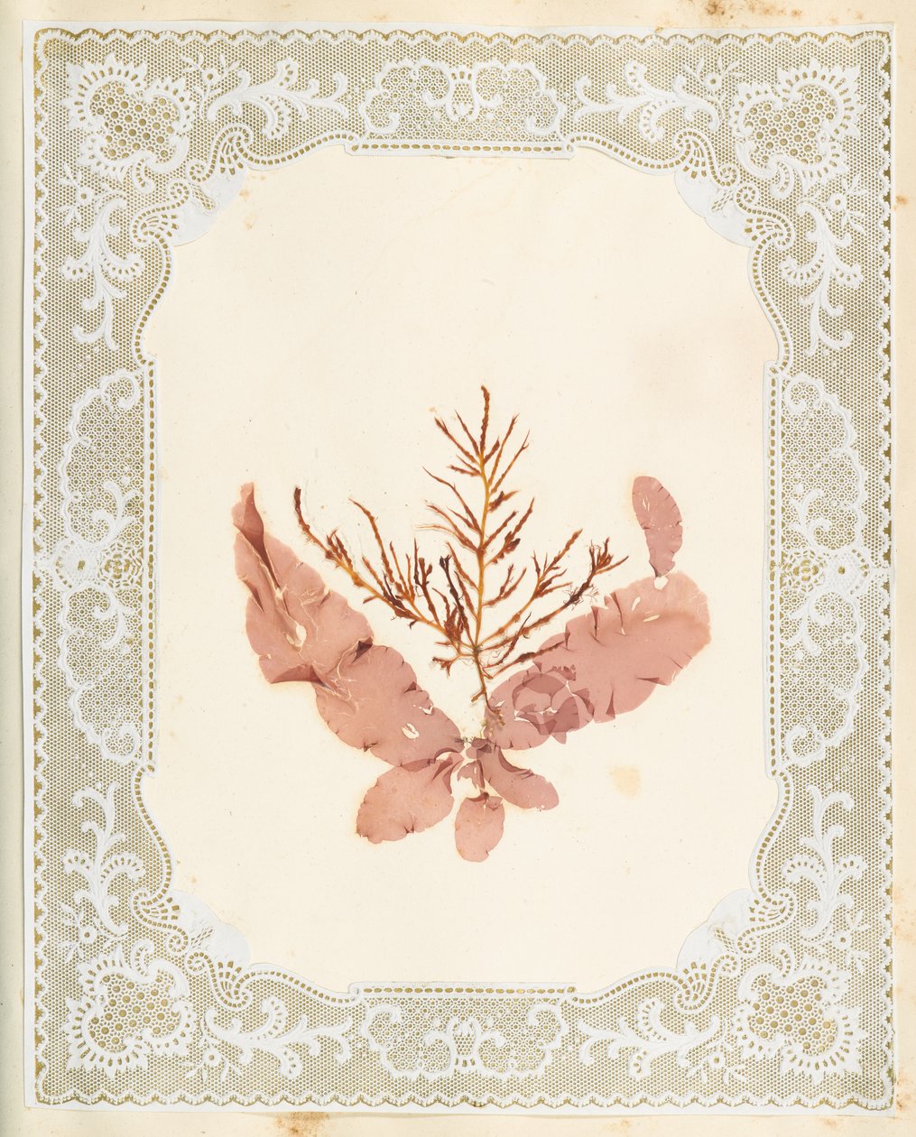 Wodorosty autorstwa Eliza A. Jordson