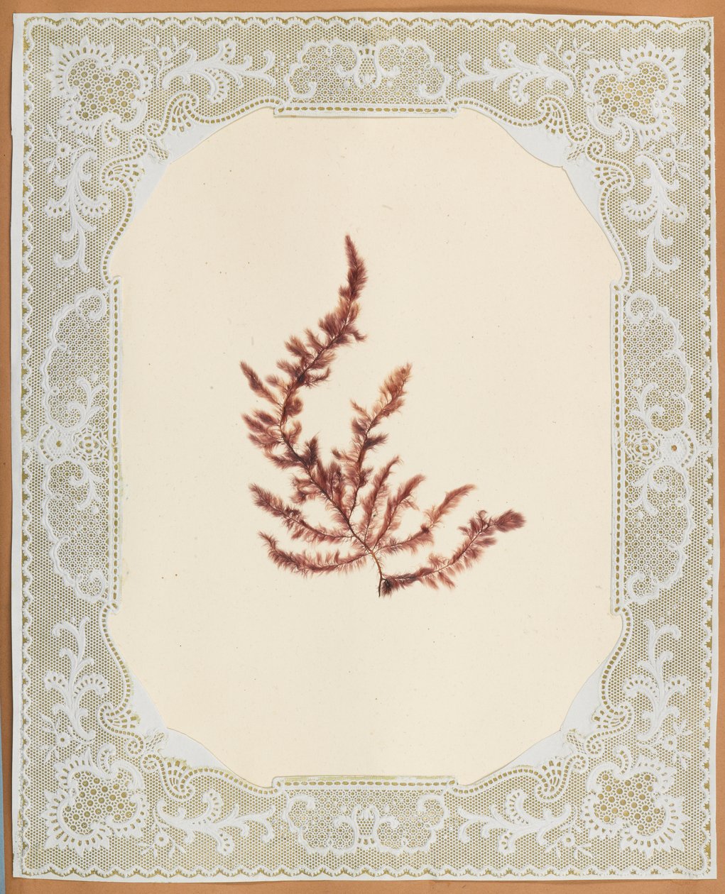 Wodorosty autorstwa Eliza A. Jordson