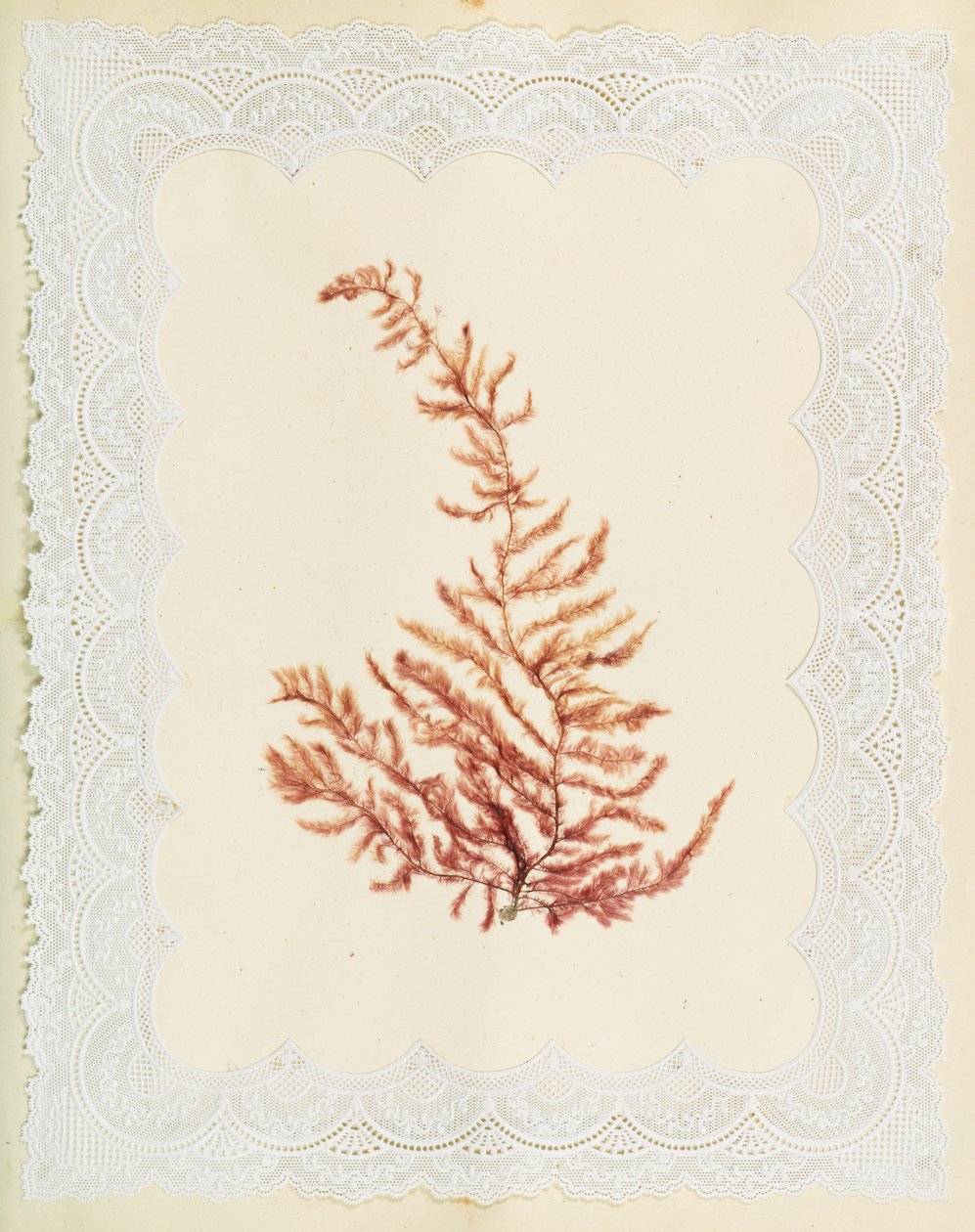 Wodorosty autorstwa Eliza A. Jordson