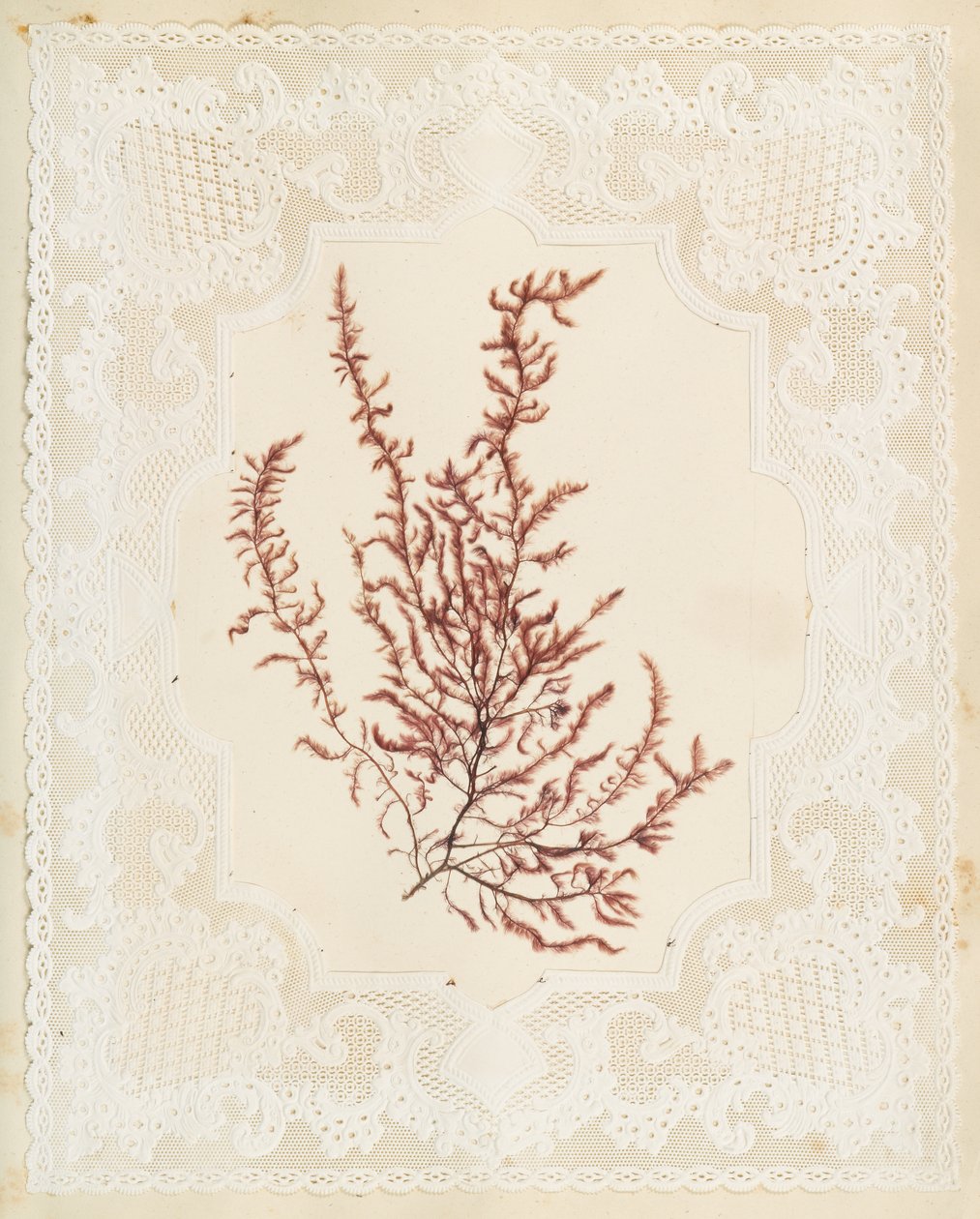 Wodorosty autorstwa Eliza A. Jordson