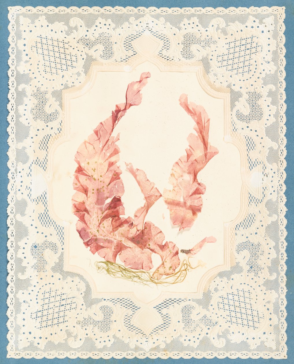 Wodorosty autorstwa Eliza A. Jordson