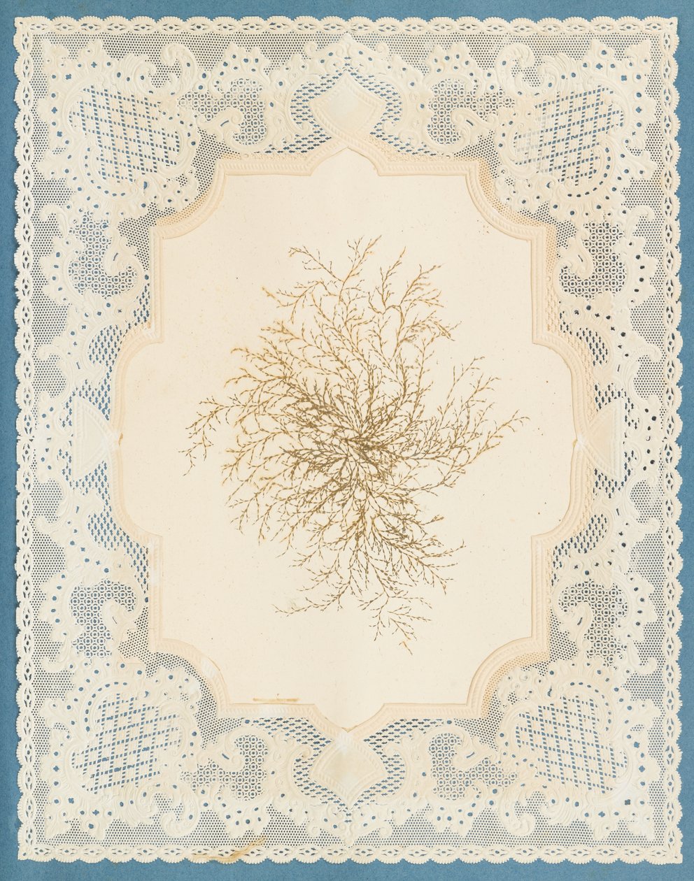 Wodorosty autorstwa Eliza A. Jordson