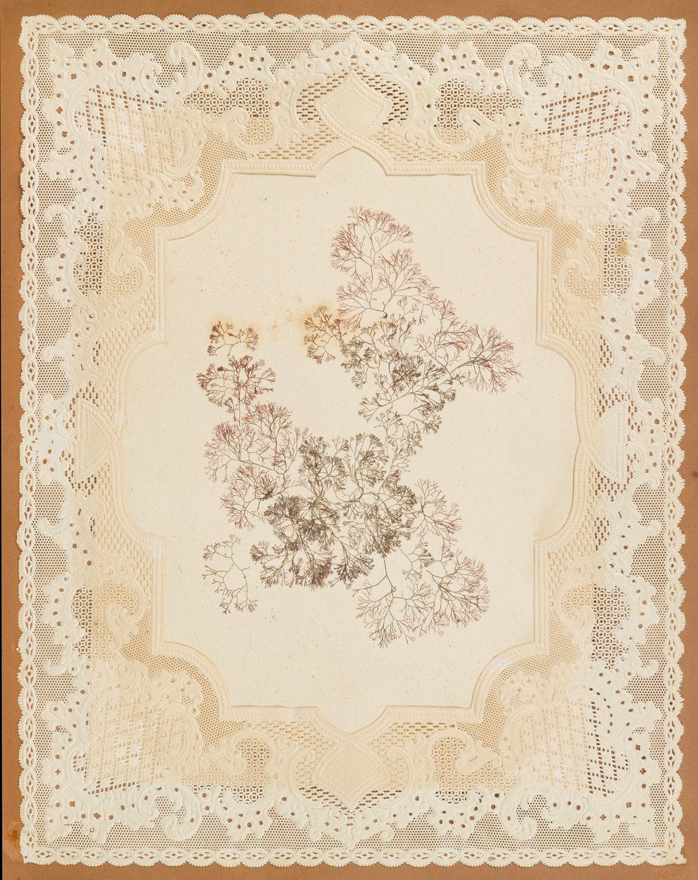 Wodorosty autorstwa Eliza A. Jordson
