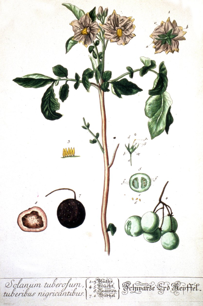 Ziemniak, 1737 autorstwa Elizabeth Blackwell